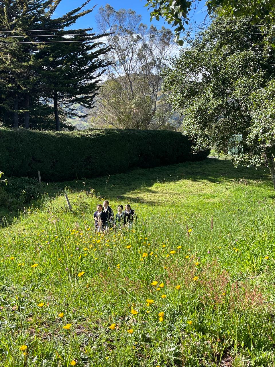 Descripción de la imagen